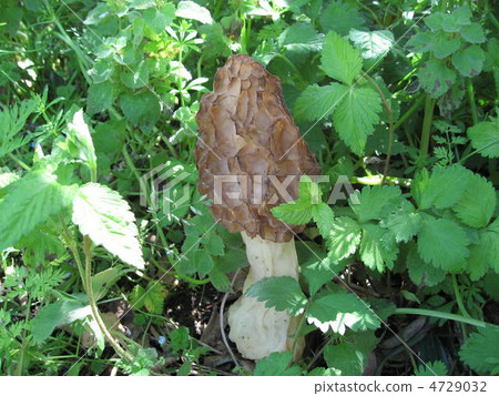 Amigasadake Amigasadake 4729032