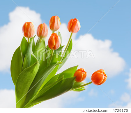 tulips 4729170