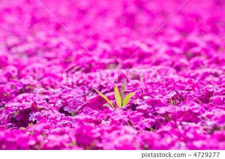 苔蘚豆芽 4729277