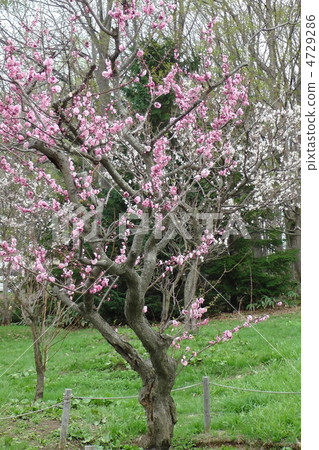 紅梅·白梅 4729286