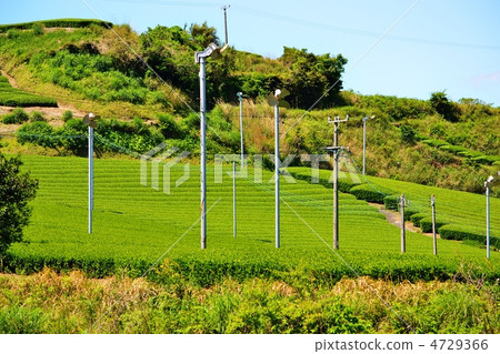 Tea garden where new tea buds (Kakegawa-shi, Shizuoka prefecture) Tea garden where new tea buds (Kakegawa-shi, Shizuoka prefecture) 4729366