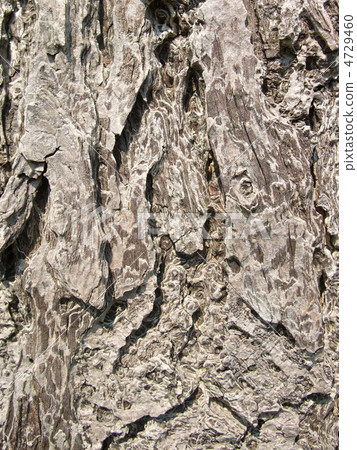 Bark of the Ginkgo bark 4729460