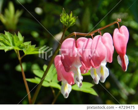 Kenzansou(中國花草) Kenzansou(中國花草) 4729475