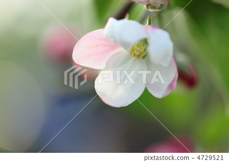 Cute apple flower 4729521
