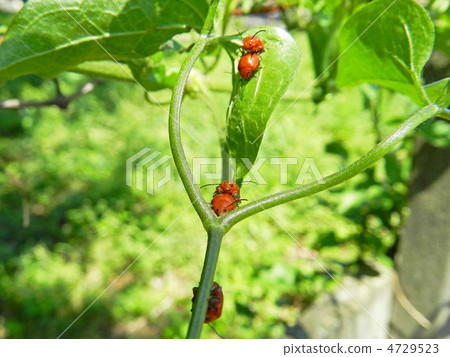 Akairo marunami beetle Akairo marunami beetle 4729523