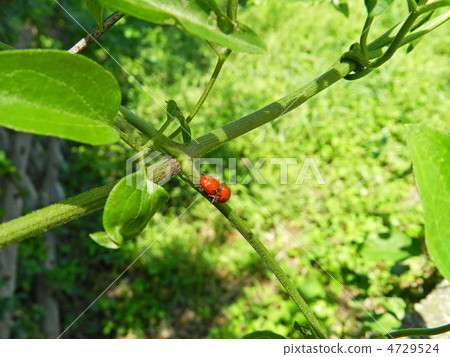 Akairo marunami beetle Akairo marunami beetle 4729524