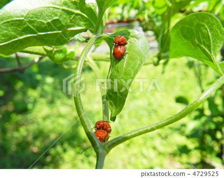 Akairo marunami beetle 4729525