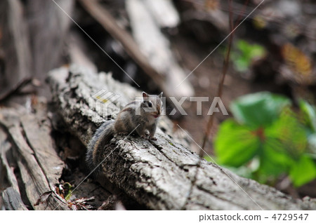 花栗鼠 4729547