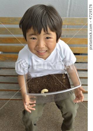 甲蟲 4729576