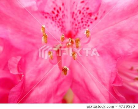 Ishinami flower sun (shabakuha: flower language: dignity) Ishinami flower sun (shabakuha: flower language: dignity) 4729580