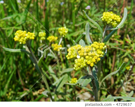 Hakko Kusa（母嬰） 4729637