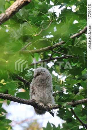 Owl's young bird 4729658