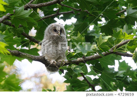 Owl's young bird 4729659