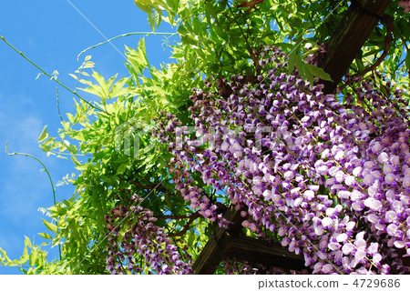 Wisteria 4729686
