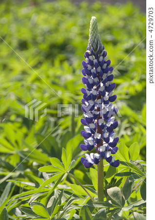  Lupine 4729703