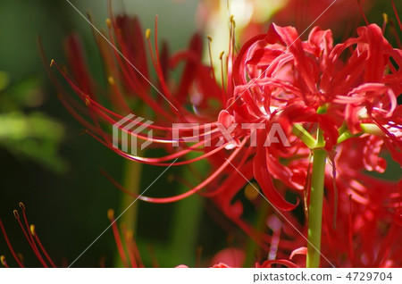 群集孤挺花 4729704