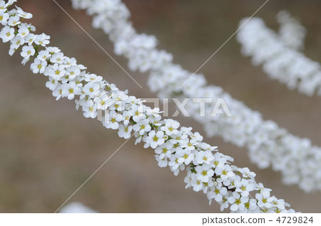 繡線 繡線 4729824