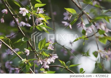 Weeping cherry tree Weeping cherry tree 4729912