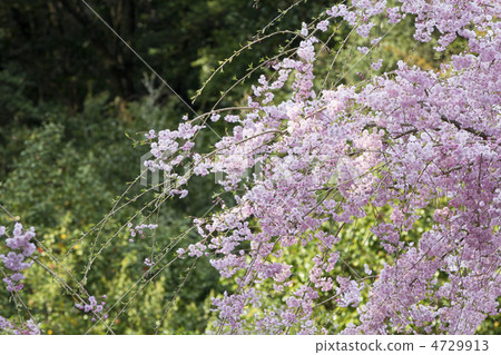 Weeping cherry tree 4729913