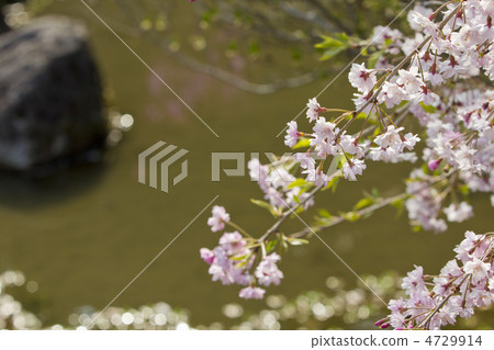 垂枝櫻花 垂枝櫻花 4729914