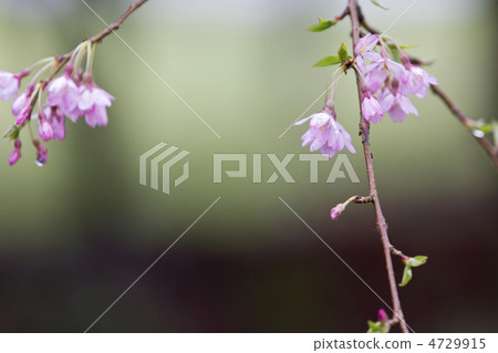 Weeping cherry tree Weeping cherry tree 4729915