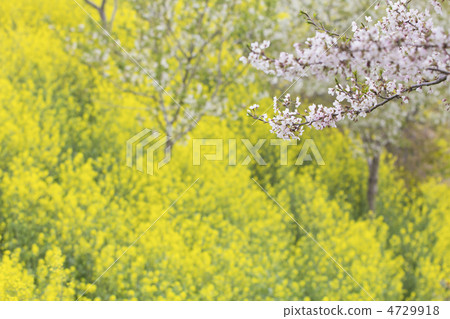 Cherry and mustard sauce Cherry and mustard sauce 4729918