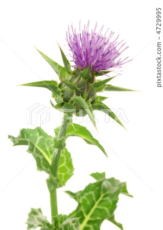 Maria Thistle Maria Thistle 4729995