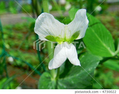 豌豆花 豌豆花 4730022