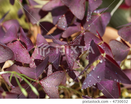 三葉草3 三葉草3 4730032