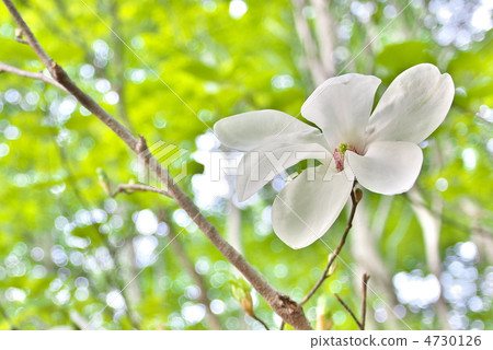 拳頭花 拳頭花 4730126
