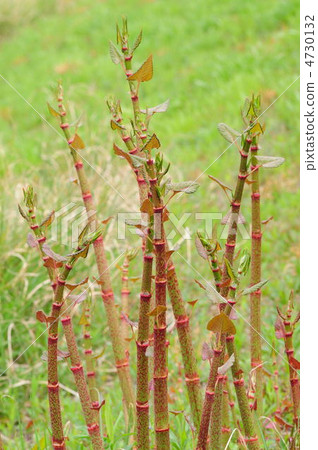 Itadori Itadori 4730132