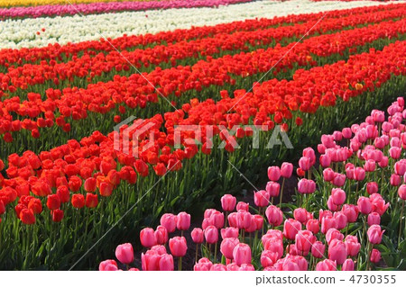 Tulip field 4730355