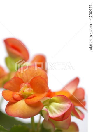 Riggers Begonia Riggers Begonia 4730451