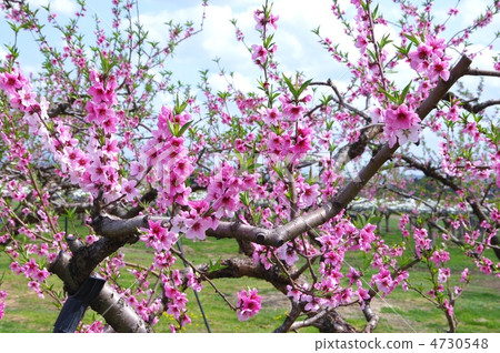 Peach blossoms Spring peach fields 4730548