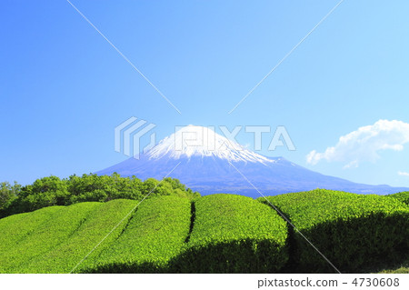 一杯茶 一杯茶 4730608