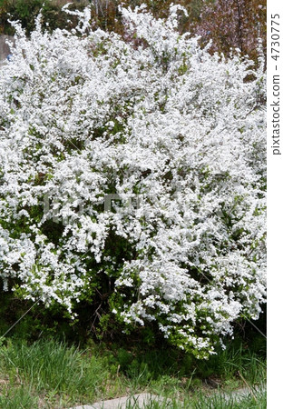 雪花盛開 雪花盛開 4730775