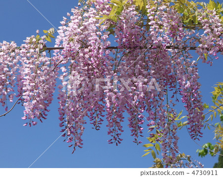  Wisteria flowers 4730911