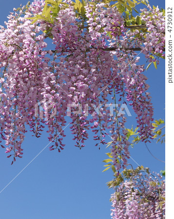  Wisteria flowers 4730912