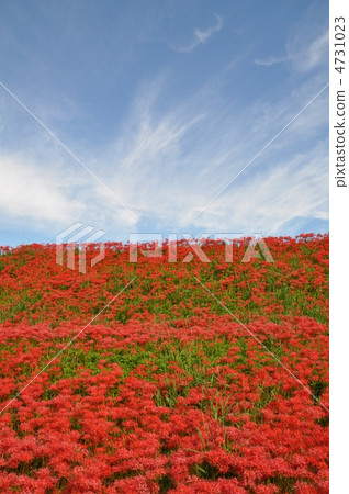 A cluster amaryllis along the arrow Katsukawa 4731023