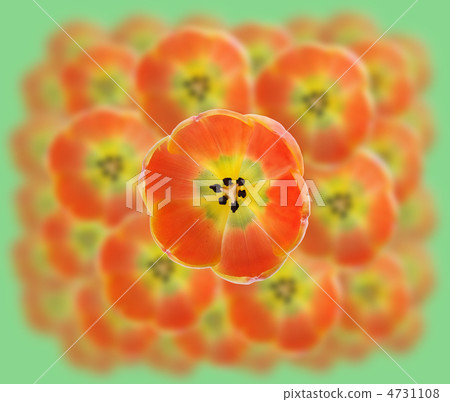 tulips 4731108