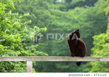 Black Cat 4731120