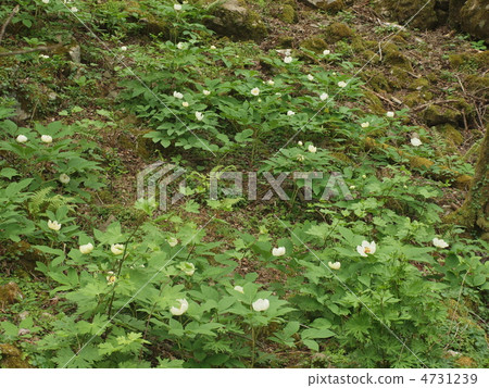 Mountain peony 4731239