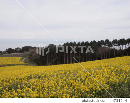 Rape field and cedar forest Rape field and cedar forest 4731244