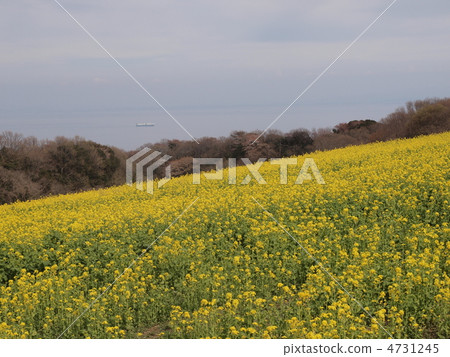 Rape flower field and sea Rape flower field and sea 4731245