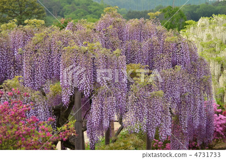  Wisteria flowers 4731733