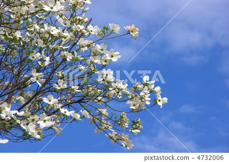 Dogwood white flower dogwood blue sky and dogwood 4732006
