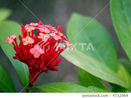Santanka Santanka 4732064