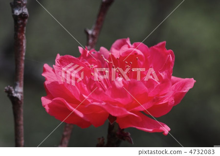 塔塔卡紅 塔塔卡紅 4732083
