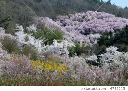 Hanamiyama的春天 4732215