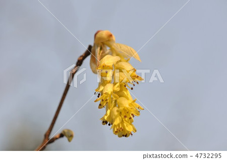 Corylopsis spicum flower 4732295